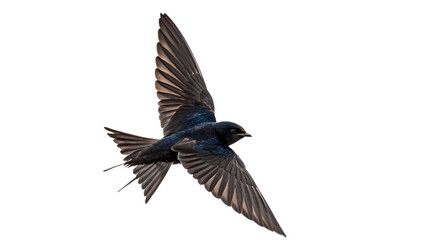 Obraz premium Beautiful hummingbird flying or hovering in mid air isolated nature illustration