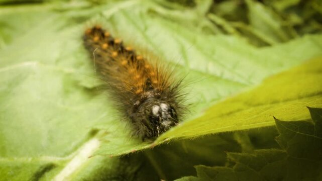 Scarce dagger larva (Acronicta auricoma)