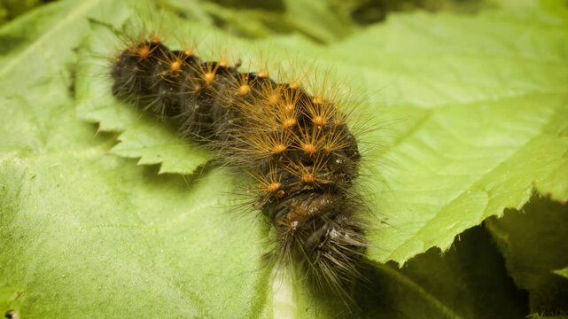 Scarce dagger larva (Acronicta auricoma) feeding on a leaf