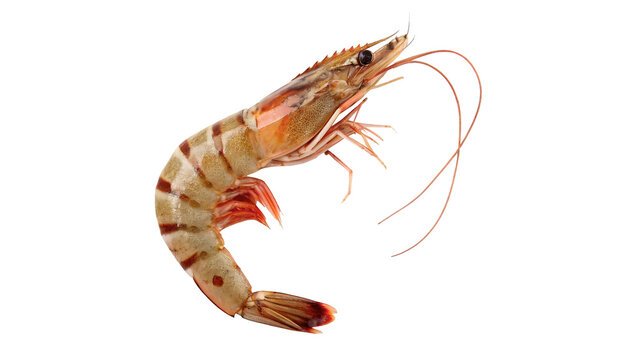 Single fresh raw tiger prawn shrimp isolated seafood culinary cooking ingredient