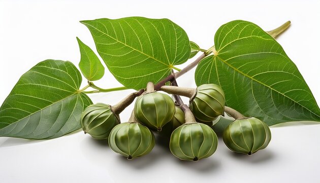 Water Caltrops Or Trapa Bicornis Osbeck Branch Green Leaves And Fruits Isolated On White Background