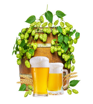 Cold glasses of beer, wooden barrel, fresh green hops and golden wheat ears isolated on transparent background