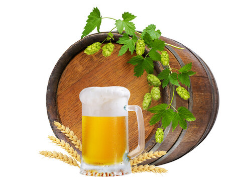 Cold mug of beer, wooden barrel, fresh green hops and golden wheat ears isolated on transparent background