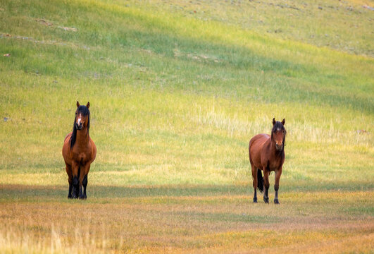 photo of a pair of horses grazing on colorful mountain steppes on a sunny day and looking at the camera.