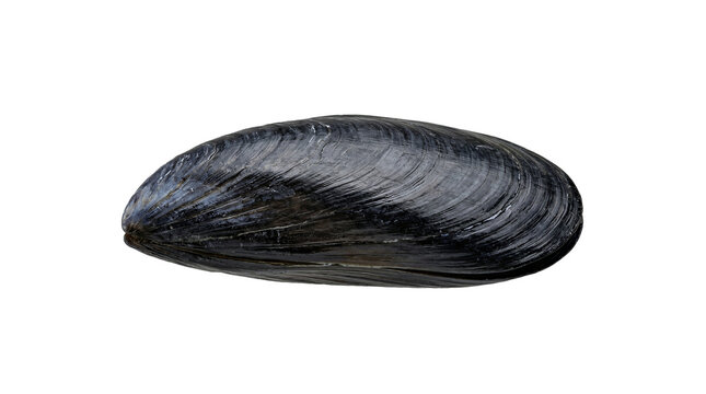 Close-up view of a dark blue mussel shell isolated on a grey background showing its textured surface and growth lines.
