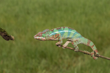 Colorful chameleon clinging to a branch in nature with chameleon wildlife clinging climbing © vaclav