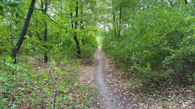 path in the forest