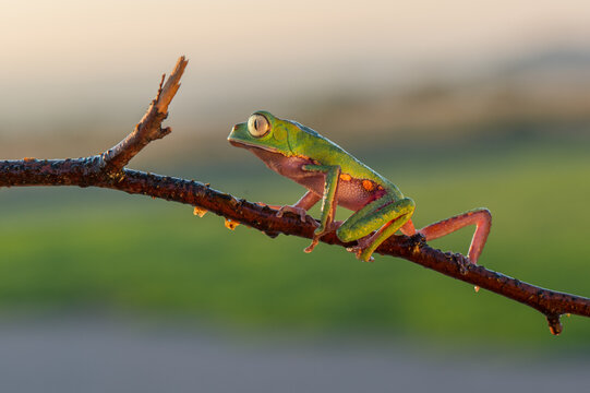 Super tiger-leg monkey tree frog (Phyllomedusa tomopterna), Alajuela, Costa Rica
