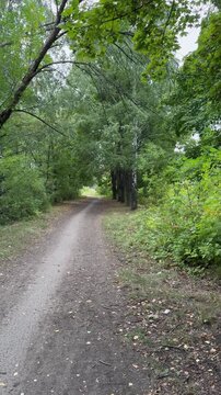 road in the woods