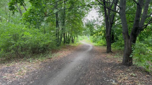 road in the woods