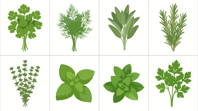 Vector Illustration Set of Fresh Culinary Herbs Including Cilantro Dill Sage Rosemary Thyme Basil Mint and Parsley Isolated on a Clean Minimalist White Background