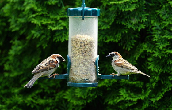 sparrows in the garden
