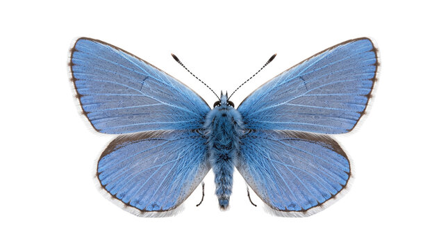 Blue butterfly isolated on transparent background