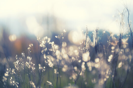 Dry autumn grass in a forest meadow at sunset. Mountains and the sky in the blurred background.