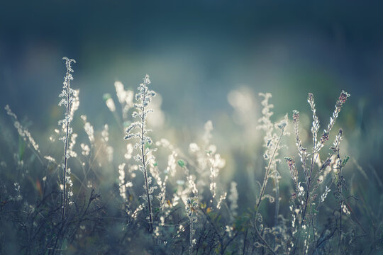 Wild grass in a forest meadow at sunset. Forest in the blurred background. Beautiful autumn nature background