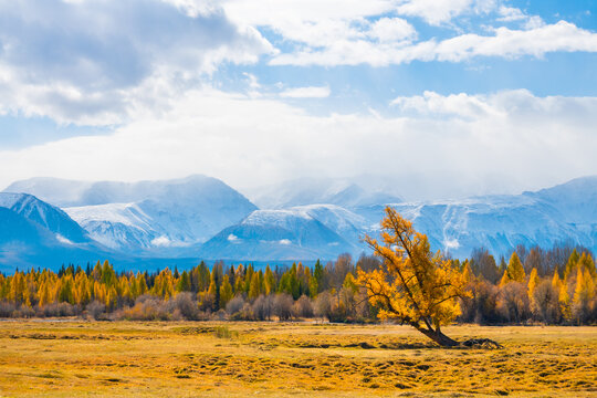 Yellow autumn trees and snow-covered mountains in Kurai steppe, Altai, Siberia, Russia. View of North-Chuya mountain ridge.