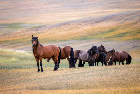  of a herd of horses of various colors grazing on the colorful steppe foothills on a sunny autumn day