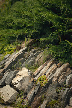 Natural rock garden retaining wall with juniper and succulents in a garden landscape, vertical image.
