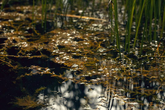 Tranquil aquatic biotope with underwater plants and sunlight sparkling on dark swamp water surface, blur, natural background