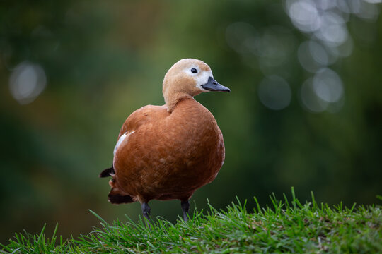 Ruddy shelduck (Tadorna ferruginea), is a waterfowl bird of the Anatidae family. A beautiful large bird standing on green grass. A close-up photograph of a bird against a blurred natural background.