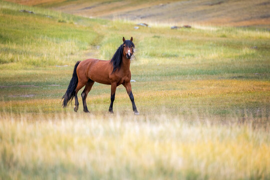 photo of a brown horse with a flowing tail grazing in colorful foothills meadows on a sunny day and looking at the camera.
