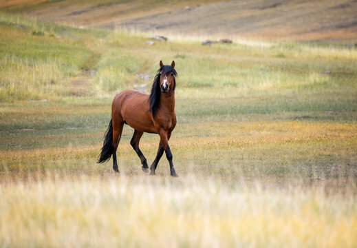 photo of a horse with a flowing tail roaming colorful mountain steppes on a sunny day.
