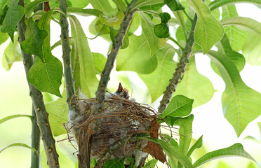 Hungry streak-eared bulbul nestling lifting up its beak inside a nest, waiting for parents © jobi_pro