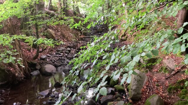 Summer dry creek in H&auml;ckeberga Nature Reserve with only the sounds of nature