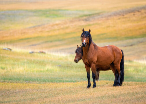 photo of a horse and foal standing in colorful mountain steppes on a sunny day, looking at the camera.