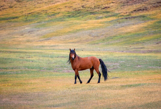 photo of a horse with a flowing tail standing in a colorful meadow in the foothills on a sunny day, looking at the camera.