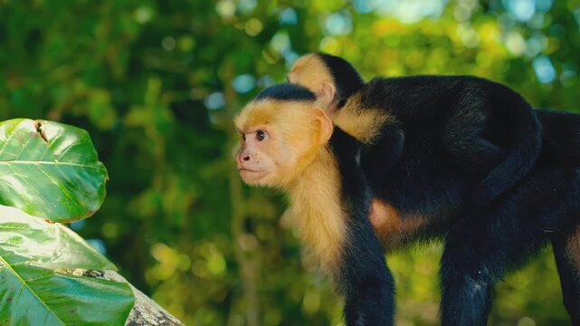 White faced capuchin monkey carrying baby on back while walking