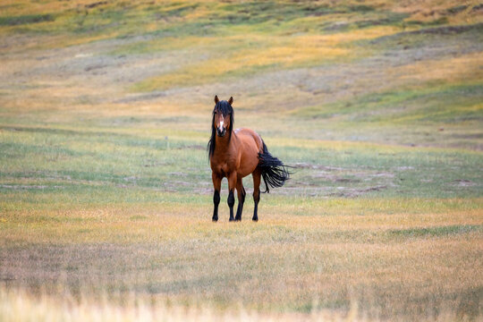 photo of a horse with a flowing tail standing in a colorful mountain steppe on a sunny day.