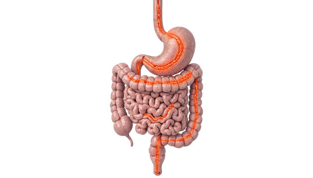 Human digestive system anatomy with highlighted gastrointestinal tract for medical education and health concept