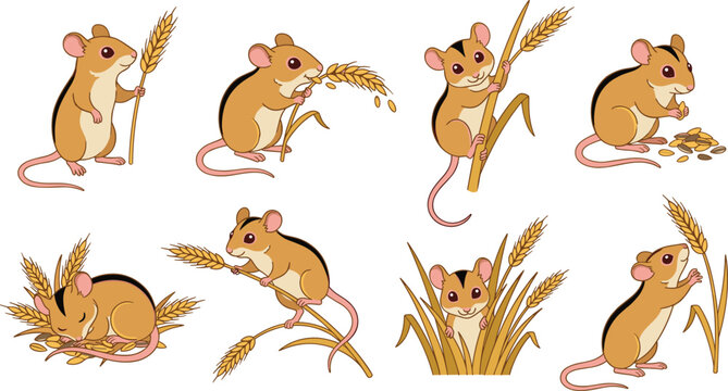 Cute Harvest Mouse Character Vector Set with Wheat Stalks Agriculture Fields and Grain Eating Poses for Children Books and Wildlife Illustrations