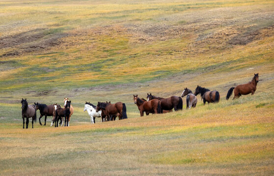 photo of a herd of horses with varied coat colors standing on the colorful steppe foothills on a sunny autumn day.