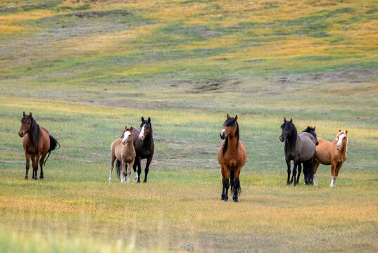nature photo of a herd of horses with varied coat colors standing in the colorful foothills of the steppe on a sunny day.