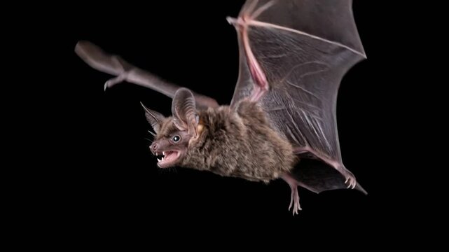 mexican free-tailed bat flying isolated on black background in austin texas close up video