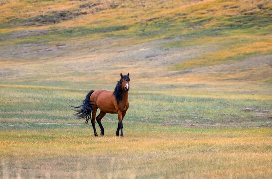 horse with a flowing tail standing in a colorful meadow in the foothills on a sunny day, looking at the camera.