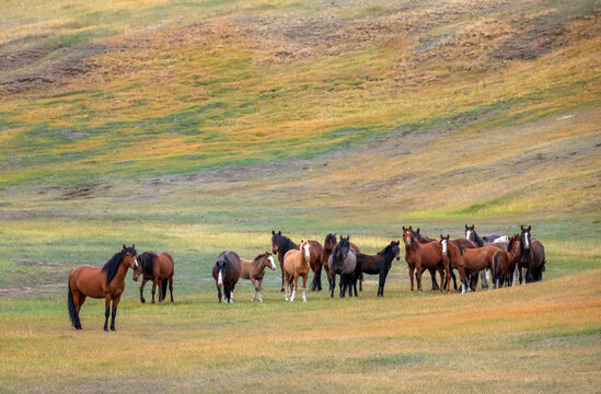 nature photo of a herd of horses of various colors standing and grazing on the colorful steppe foothills on a sunny autumn day.