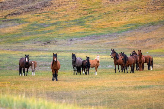 herd of horses
