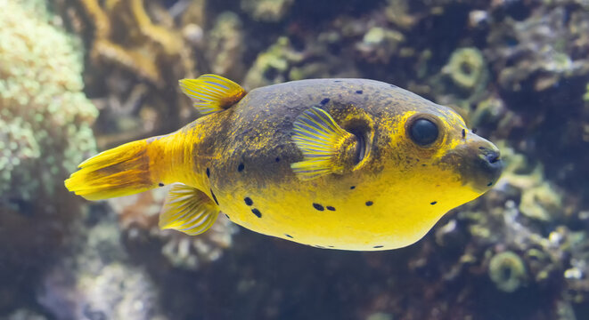 Close-up view of a Blackspotted puffer (Arothron nigropunctatus)