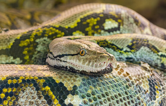 Close-up view of a Reticulated python (Malayopython reticulatus)
