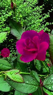 Beautiful vibrant purple rose flower with water droplets in the garden
