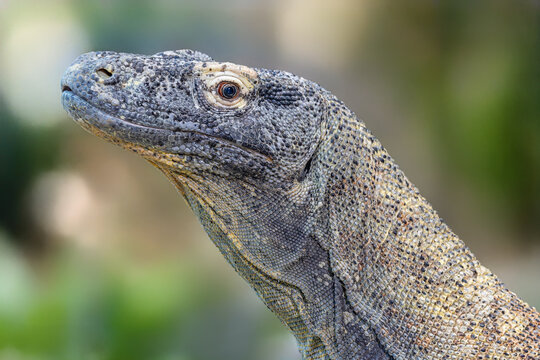 Side Close-up view of a Komodo dragon (Varanus komodoensis)