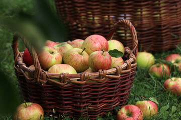 Fresh rustic apples in a wicker basket surrounded by grass in a garden, representing home...