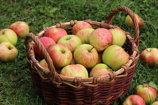 Wicker basket filled with red and green apples resting on grass, seasonal fruit and natural harvest concept
