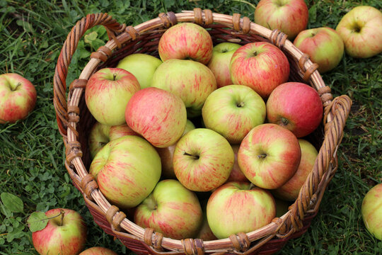 Basket filled with red and green apples on green grass, fresh seasonal fruit and autumn harvest concept