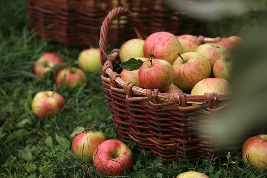 Rustic apples in a wicker basket in a garden, home gardening and growing fruit in a rural orchard