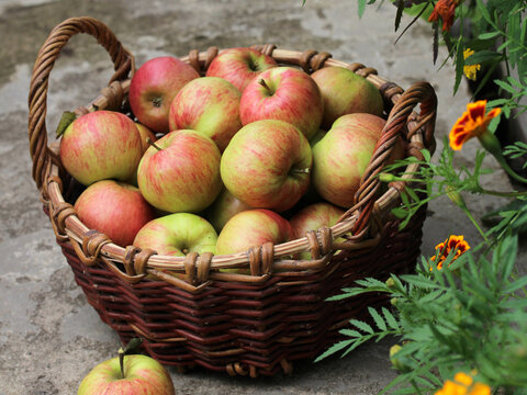 Basket of freshly harvested apples in a rural garden surrounded by flowering plants, representing home gardening, fruit cultivation and harvest