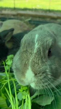 Cute domestic rabbit eating fresh green leaves